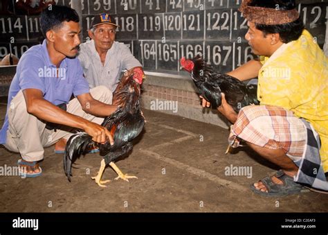 sabong photos|Sabong Photos and Premium High Res Pictures .